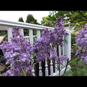 Meet your Posher, Nichole